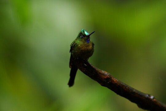 Frontal view of a Violet-tailed sylph (Aglaiocercus coelestis coelestis) perched on a branch in the cloud forest near Santa Rosa, Mindo, Ecuador