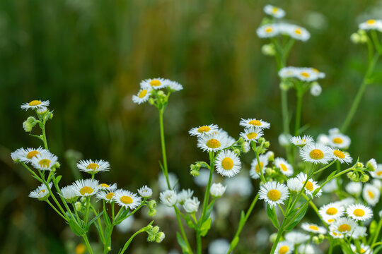 Daisy fleabane (Erigeron annuus) wild flowers blooming in a green summer meadow with copy space.