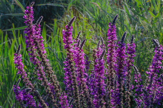 Vibrant purple loosestrife flowers blooming in a wild meadow. 