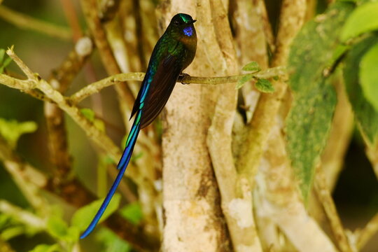 Violet-tailed sylph (Aglaiocercus coelestis coelestis) perched on a mossy branch in the Ecuadorian cloud forest near Santa Rosa, Mindo