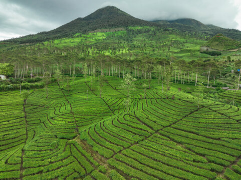 Aerial view of Gunung Cilik Tea Plantation with lush green terraced tea bushes, scattered trees, and a mountain backdrop under a cloudy sky in Kecamatan Kertek, Jawa Tengah, Indonesia.