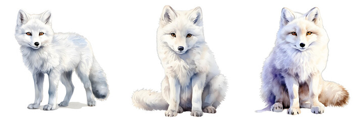 Naklejka premium Three arctic foxes with white fur and bushy tails pose against a black background