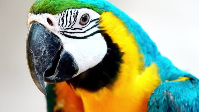 Extreme close-up footage of a blue and yellow macaw showing intricate feather patterns, eye detail and powerful beak in natural light.