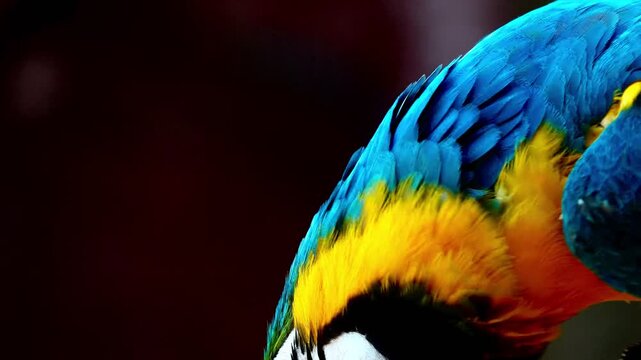 Extreme close-up footage of a blue and yellow macaw showing intricate feather patterns, eye detail and powerful beak in natural light.