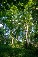 Fototapeta premium Sunlight floods into a dense forest in Glastonbury, Connecticut.