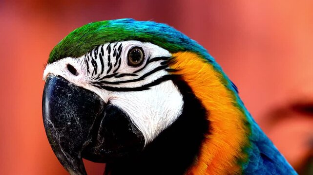 Extreme close-up footage of a blue and yellow macaw showing intricate feather patterns, eye detail and powerful beak in natural light.