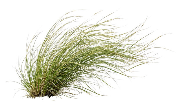 A lush ornamental grass clump with long, flowing green blades isolated on transparent background