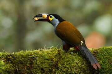 Plate-billed mountain toucan (Andigena laminirostris) feeding on a mossy branch in the Ecuadorian cloud forest near Santa Rosa, Mindo © SimonJohannes