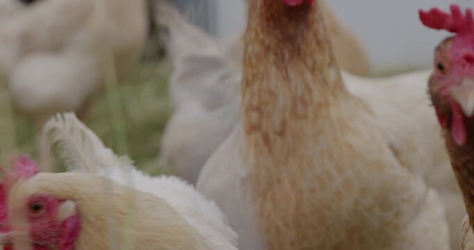 Chickens on a ranch in Wyoming