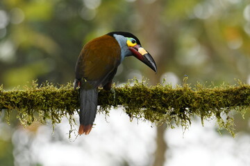 Dorsal view of a Plate-billed mountain toucan (Andigena laminirostris) on a mossy branch in the Ecuadorian cloud forest near Santa Rosa, Mindo © SimonJohannes