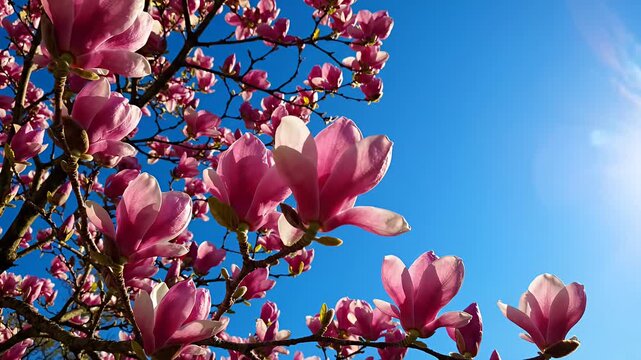 Pink magnolia blossoms blooming against a clear blue sky.