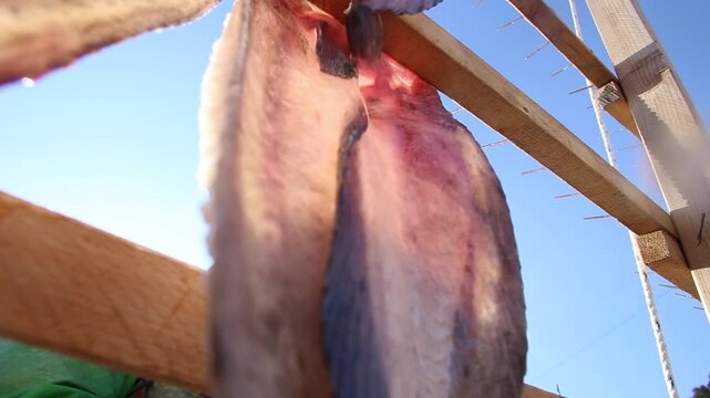 Korea Tongyeong Chudo island dried snailfish drying ocean coast seafood marine product 통영 추도 섬마을 물메기 미역어 꼼치 물곰 물텀벙 물잠뱅이 어업 통발 고기잡이 생선손질 말리기 건어물 덕장 해풍 건조 바닷가 어촌 수산물 반건조 생선 수산업 식재료