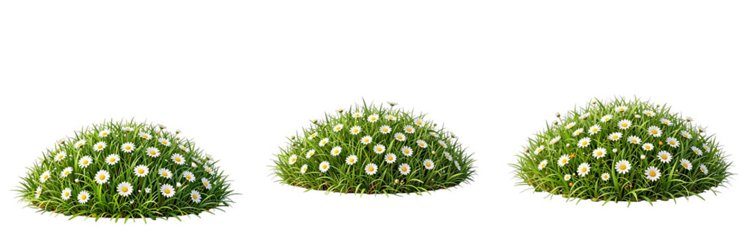 Three clumps of daisy flowers and grass sit in a row against black background