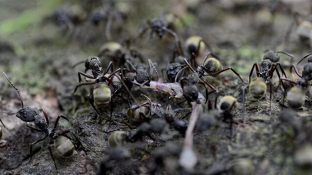 Close-up view of ants working together carrying food on a textured surface