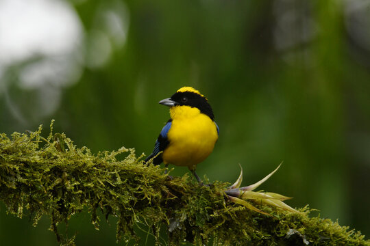Blue-winged mountain tanager (Anisognathus somptuosus cyanopterus) perched on a mossy branch in the cloud forest near Santa Rosa, Mindo, Ecuador