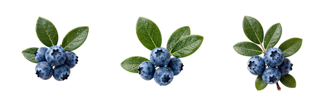 Three clusters of fresh blueberries with green leaves on a black background