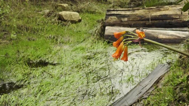 native and endemic chilean flower (A&ntilde;a&ntilde;uca de Fuego or Rhodophiala phycelloides). Red Wildflower Blooming Beside a Small Stream or creek in Native Chilean Habitat in Central Chile
