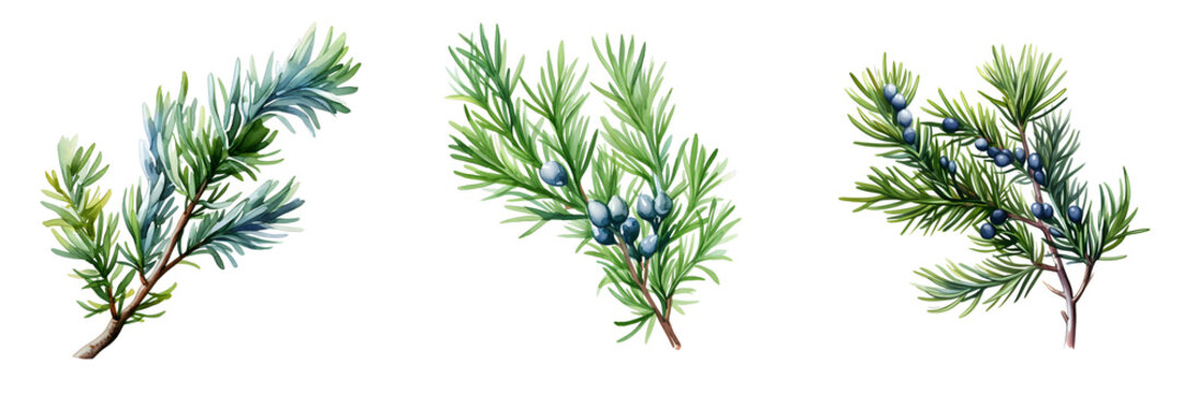 Botanical illustration of juniper branches with needles and berries on black background