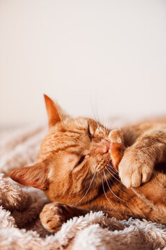 Cute ginger cat