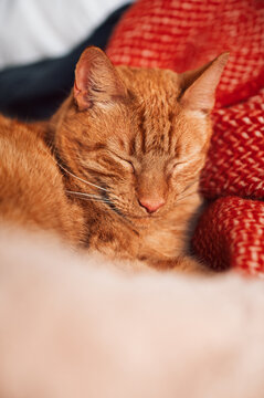 Cute ginger cat