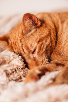 Cute ginger cat