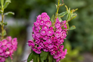 Obraz premium Kalmia angustifolia is a flowering shrub in the family Ericaceae, commonly known as sheep laurel.