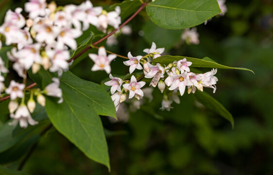 Spreading dogbane