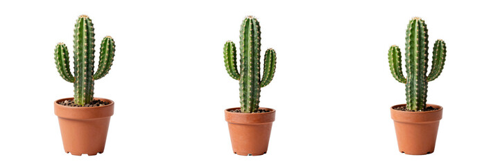 Fototapeta premium Three potted cacti in terracotta pots arranged in a row against black background