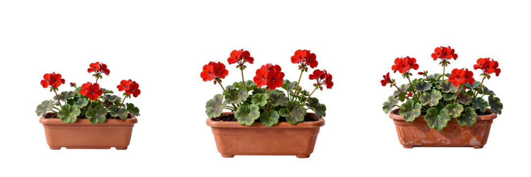 Three clay pots feature bright red geraniums against a solid black background