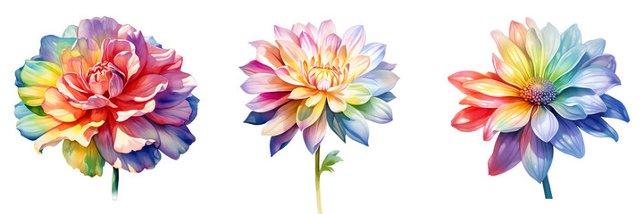 Obraz premium Watercolor dahlias showcase a vibrant spectrum of colors against a black background