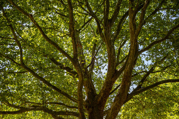 Fototapeta premium Platane im Sommer