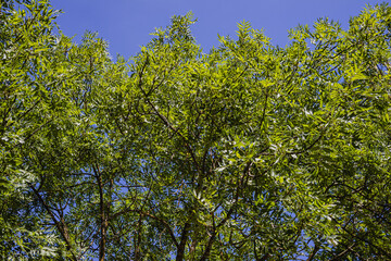 Fototapeta premium Grüne Bäme vor blauem Himmel