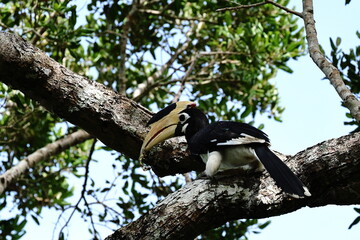 Malabar Pied Hornbill Carrying a Caterpillar in Sri Lanka © Bandura