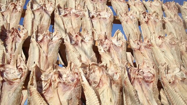 Korea Tongyeong Chudo island dried snailfish drying ocean coast seafood marine product 통영 추도 섬마을 물메기 미역어 꼼치 물곰 물텀벙 물잠뱅이 어업 통발 고기잡이 생선손질 말리기 건어물 덕장 해풍 건조 바닷가 어촌 수산물 반건조 생선 수산업 식재료