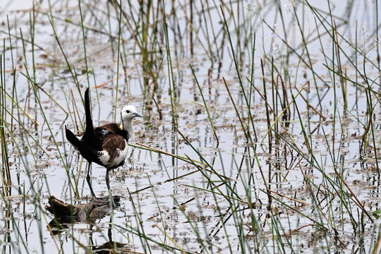 Pheasant-tailed Jacana in Breeding Plumage in a Sri Lankan Wetland