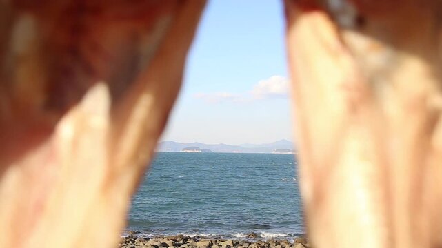 Korea Tongyeong Chudo island dried snailfish drying ocean coast seafood marine product 통영 추도 섬마을 물메기 미역어 꼼치 물곰 물텀벙 물잠뱅이 어업 통발 고기잡이 생선손질 말리기 건어물 덕장 해풍 건조 바닷가 어촌 수산물 반건조 생선 수산업 식재료