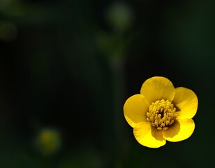 Yellow flower stands alone in a dark background at a garden during spring season © Florent Vassogne
