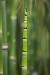 Fototapete Badezimmer Close Up Detailed View Of Green Horsetail Plant Stems In Natural Environment  © Florent Vassogne