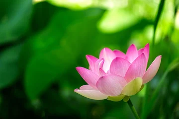 Fotobehang Badkamer A pink lotus flower blooms in a garden during daylight, surrounded by green leaves and natural light filtering through trees  © Florent Vassogne