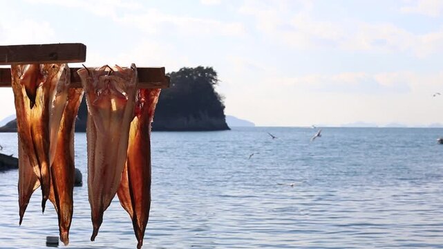 Korea Tongyeong Chudo island dried snailfish drying ocean coast seafood marine product 통영 추도 섬마을 물메기 미역어 꼼치 물곰 물텀벙 물잠뱅이 어업 통발 고기잡이 생선손질 말리기 건어물 덕장 해풍 건조 바닷가 어촌 수산물 반건조 생선 수산업 식재료