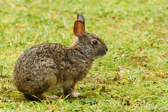Lateral view of an Andean cottontail (Sylvilagus andinus) at Yanacocha Reserve, Ecuador