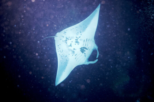 Manta ray swimming at night off the coast of Hawaii