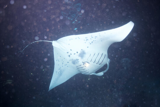 Manta ray swimming at night off the coast of Hawaii