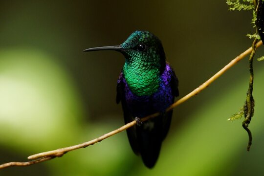 Male Ecuadorian green-crowned woodnymph (Thalurania colombica verticeps) with shining interference colours perched on a small liana at Milpe Sanctuary, northwestern Ecuador