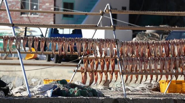 Korea Tongyeong Chudo island dried snailfish drying ocean coast seafood marine product 통영 추도 섬마을 물메기 미역어 꼼치 물곰 물텀벙 물잠뱅이 어업 통발 고기잡이 생선손질 말리기 건어물 덕장 해풍 건조 바닷가 어촌 수산물 반건조 생선 수산업 식재료