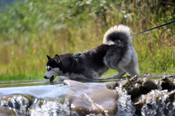 Obraz premium happy Husky Dog Swimming in a Stream and shaking off water