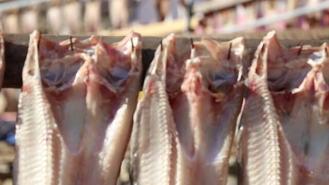 Korea Tongyeong Chudo island dried snailfish drying ocean coast seafood marine product 통영 추도 섬마을 물메기 미역어 꼼치 물곰 물텀벙 물잠뱅이 어업 통발 고기잡이 생선손질 말리기 건어물 덕장 해풍 건조 바닷가 어촌 수산물 반건조 생선 수산업 식재료