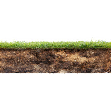 Cross section of green grass and soil layers with roots on transparent background
