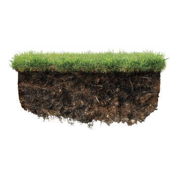 Cross section of lush green grass and rich soil layers on transparent background