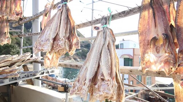 Korea Tongyeong Chudo island dried snailfish drying ocean coast seafood marine product 통영 추도 섬마을 물메기 미역어 꼼치 물곰 물텀벙 물잠뱅이 어업 통발 고기잡이 생선손질 말리기 건어물 덕장 해풍 건조 바닷가 어촌 수산물 반건조 생선 수산업 식재료
